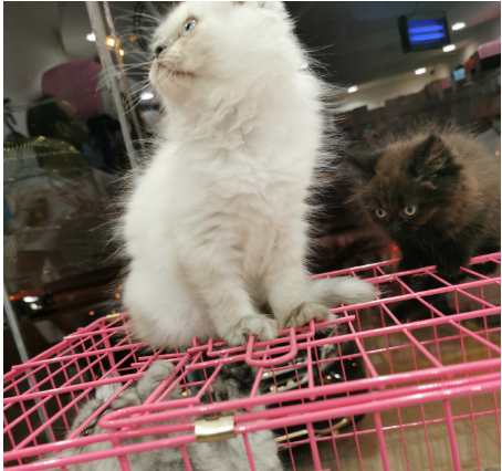 افضل محل بيع قطط في جدة
