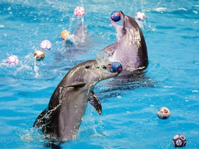 موعد انطلاق فعالية السباحة مع الدلافين