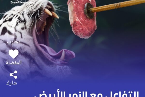 تجربة التفاعل مع النمر الأبيض موسم الرياض 2022